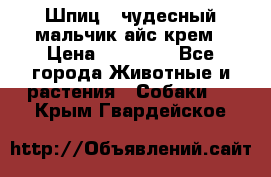 Шпиц - чудесный мальчик айс-крем › Цена ­ 20 000 - Все города Животные и растения » Собаки   . Крым,Гвардейское